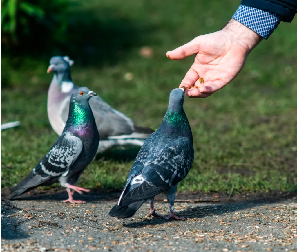 dépigeonnage a paris