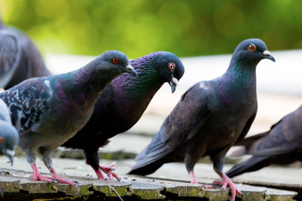 depigeonnage
